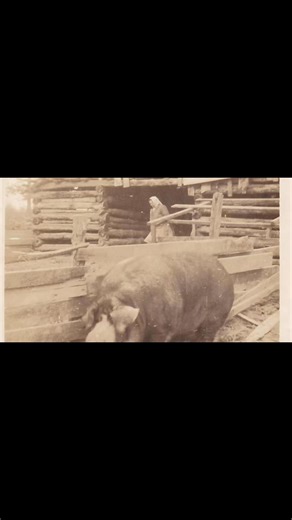 Pork used to be serious business in rural communities like Lawrence County, Tennessee. | Lawrence County History Trivia