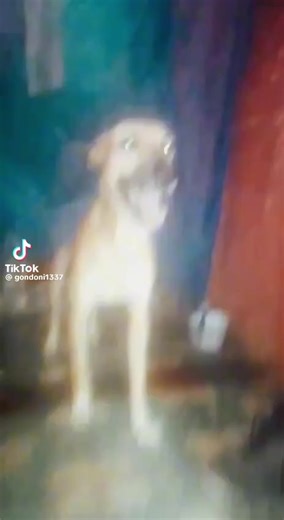 ꧁ঔৣ☬✞𝓓𝖔𝖓✞☬ঔৣ꧂ (@setupexe1488)’s videos with original sound - ЗНАЙ И ВЫЖИВИ