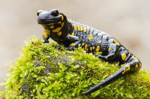 What Do Salamanders Eat? Complete Diet & Feeding Tips - Everything Reptiles