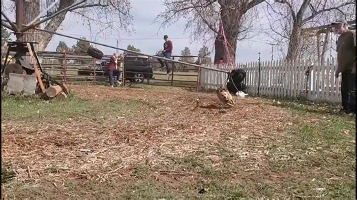 It's not just the Bulldogs that like to have fun. Ruby the Red Heeler... | High Deserts