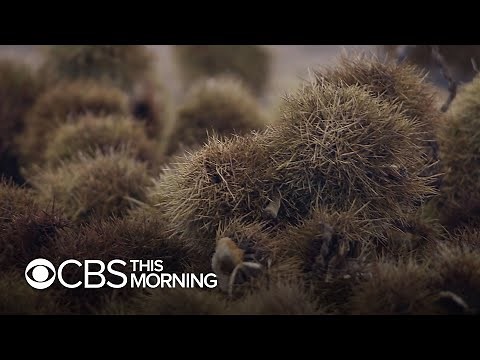 Once an icon, the functionally extinct American chestnut tree could be restored