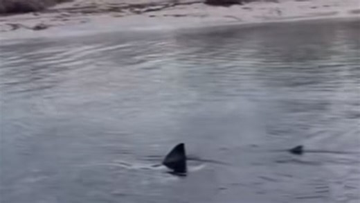 ‘Very dangerous’ monster 4m shark spotted in SA shallows