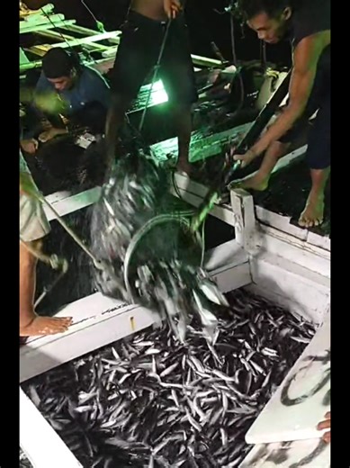 Alhamdulillah rejeki sangat melinpah🐟🦑😍🥰 #nelayan #kapalbagang45 #viralfyp