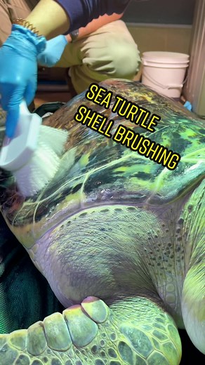 Enriching Charlotte: Green Sea Turtle Shell Brushing