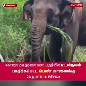 16K views · 443 reactions | Ailing Female Elephant Receives Intensive Treatment in Maruthamalai Forest, Coimbatore #Coimbatore #SimpliCitynewsCoimbatore #Tirupur #Nilgiris #Pollachi #viral #SimpliCityNews #SimpliCity #News #Video #CoimbatoreDiaries #CoimbatoreNews #KovaiNews #FemaleElephant #Elephant #Calf #Treatment #Maruthamalai #Forest | SimpliCity News: Tiruppur | Facebook