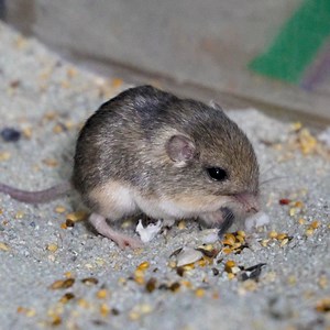 It's official: Pat the Pacific pocket mouse is the oldest mouse in the world 🐭 Pat (short for Patrick Stewart) received the Guinness World Records title for oldest living mouse in human care today. At 9 years and 209 days old, Pat is a critical part of our Pacific Pocket Mouse Breeding and Reintroduction Program aimed at saving this endangered species from extinction. | San Diego Zoo Safari Park