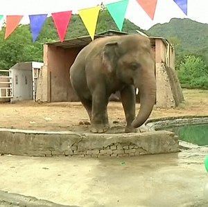 The "world's loneliest elephant" has set off for a new life in Cambodia after Cher and animal rights activists worked for years to free him. | DW News