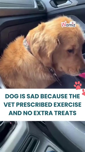 4.2K views · 76 reactions | Time to be reasonable... How well do you know your dog?  Find out in this quiz: https://wamiz.co.uk/dog/personality-test-for-my-dog&utm_source=facebook&utm_medium=post-facebook&utm_campaign=wamiz_uk_quiz_personality_test_dog | Wamiz Forever Pet | Facebook