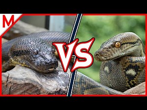 28💥Anaconda vs Python | +Beaver vs Porcupine winner