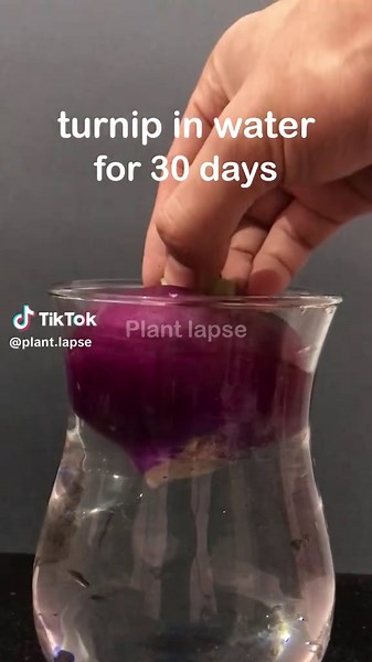 Turnip in water for 30 days #turnip #timelapse #nature #water #plants #plant #grow #growth #vegetables