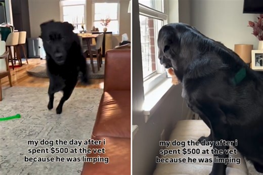 Owner pays $500 at vets for limping dog—can't believe what he does next day