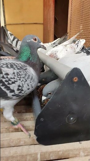 The best shots from raising carrier pigeons