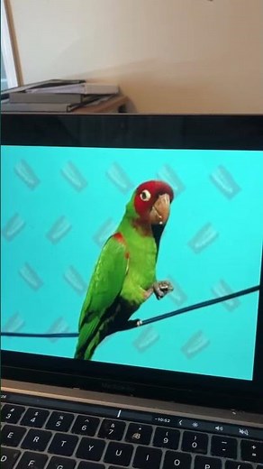 Elmo nun world teeth quiz