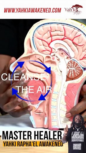 Yahki Rapha Elohim on Instagram: "SLEEP APNEA (Natural Steps To Healing) 🔅BREATH IS LIFE 💨 🌸‼️ 🔅TO BEATHE IS TO LIVE 🌳 🌊 ☀️ ‼️ The American Sleep Apnea Association estimates that 🚨 38,000 🚨 people in the United States die each year from heart disease with sleep apnea as a complicating factor. People with sleep apnea have difficulty breathing or stop breathing for short periods while 💤 sleeping ‼️‼️‼️ How To Reverse This DisEase Naturally⁉️⁉️ 🧘🏿‍♂️ DIAPHRAGMATIC BREATH WORK EXERCISE‼️ 