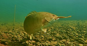 Awesome Underwater Footage of Drop-Shot Fishing for Smallies