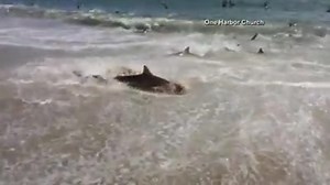 WATCH: Shark feeding frenzy off North Carolina coast The sharks were targeting a school of blue fish at Cape Lookout National Seashore Thursday. #Video | 12 On Your Side