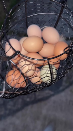 I have learned my lesson you guys! Well for today! 🤣 #egg #chickens #lessonlearned