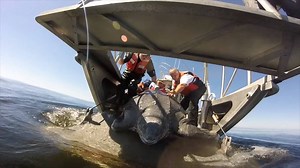 How big are leatherback sea turtles? 🐢 How do they swim? 🏊 Find this out and more in this video about leatherbacks in Monterey Bay National Marine Sanctuary. (Video: John Dutton) | NOAA Office of National Marine Sanctuaries