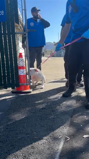 18K views · 259 reactions | Northwest Boxer Rescue on Reels | Facebook