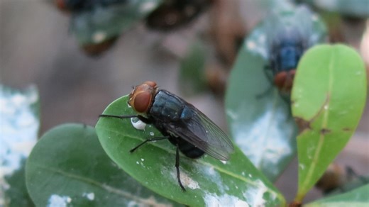 First Human Case of Flesh Eating Worm Detected in the US - GreekReporter.com