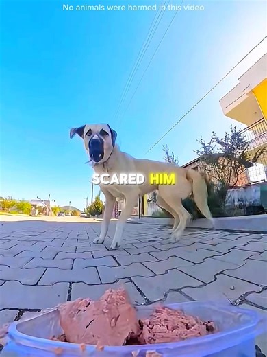 The Remote-Control Rescue 🐶✨