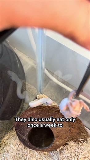 Are snakes the BEST pet you can own?
