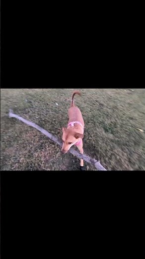 Daizy Found the Ultimate Dog Stick Challenge! 🐕🔥