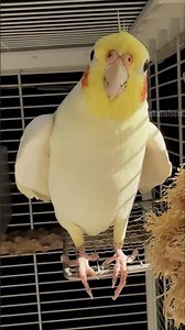 Endearing Cockatiel Jerry's Charming Vocal Performances ❤️🎶🦜 #cockatielscraze #birdsinging