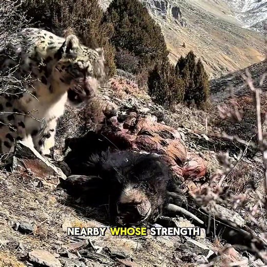 1.1K views | Snow Leopard Faces Fierce Wolf Pack in Epic Mountain Battle! Watch the snow leopard take on a fearless wolf pack in a thrilling showdown atop the snowy peaks. Who will come out on top? Share your thoughts in the comments and don’t forget to follow for more wild adventures! #WildlifePhotography #NatureLovers #CuteAnimals #AnimalVideo #WildlifeAddict | Beastra Nova | Facebook