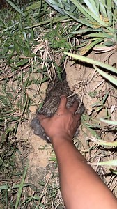 Fat animal in the hole | Oji TV