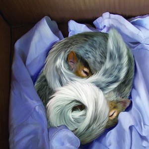 New Children's Book Details Rescue of Baby Squirrels