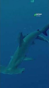 😱 The Ocean’s Living Radar: Why Hammerheads Have "Alien" Heads 🦈⚡