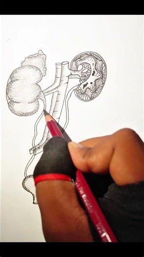 ✨How_to_draw_excretory_system❣️ #ytshorts #easyartlover