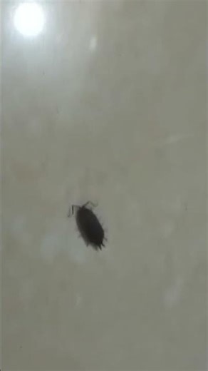 A Beautiful Insect Inside My Room