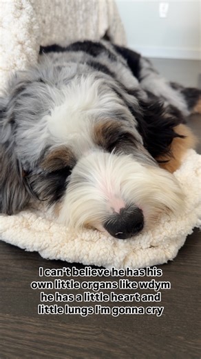 Truffle | Brb crying😭 #puppy #bernedoodle #berner #dog #doodle #puppydog | Instagram