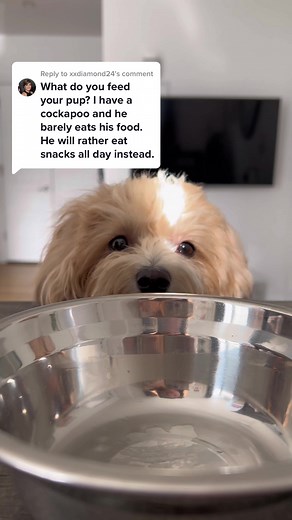 Maltipoo Puppy Care Guide: Feeding Tips and More