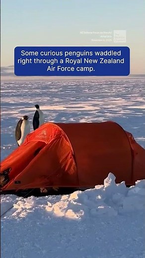 Training Interrupted By Penguins