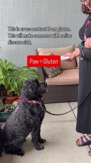 Can my gluten sniffing dog detect cross contact from gluten? We tested that out with a plate that
