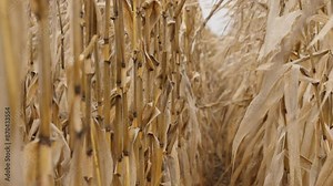 Dry corn stalks stand in a dense row, creating a natural corridor. The color of the stalks is light brown, emphasizing the autumn atmosphere