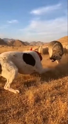 🐕 Heroic Sheepdog Defends the Flock!