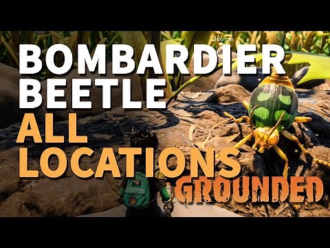 All Bombardier Beetle Locations Grounded Best Farm Spots