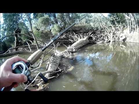 Exciting Murray cod fishing with heaps of fishing tips