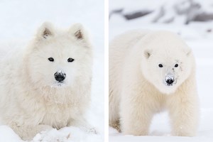 15 Dogs That Look Like Bears That You’ll Want to Cuddle ASAP