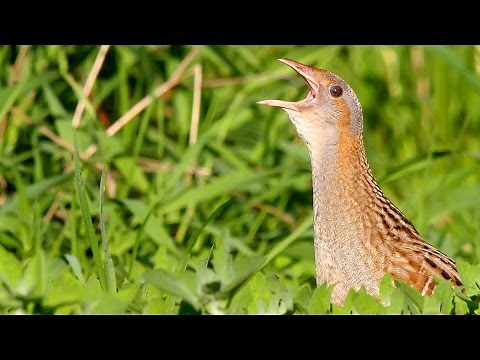 Bird sounds. Corncrake call