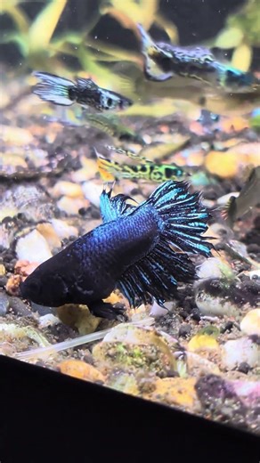 very old black betta fish