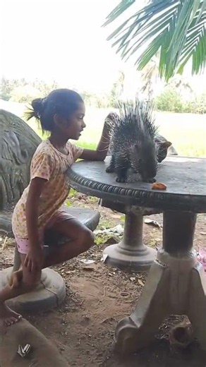 Porcupine trusts girl enough to eat from her hand #heartwarming #wildlife