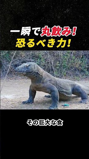 Swallowed whole in an instant! Terrifying power! #KomodoDragon #Wildlife #PredationMoment #Nature...