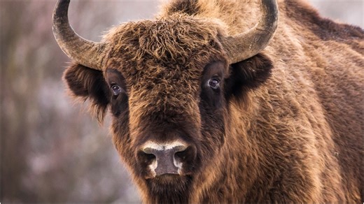 Massive Bison Filmed Fighting, And The Footage Is Incredible: WATCH