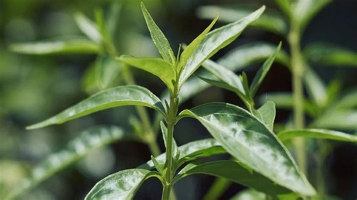 Andrographis Paniculata Benefits: ব্যথা-বদহজম থেকে ক্যান্সারের যম, এই পাতা দেখতে বাজে হলেও ধন্বন্তরী