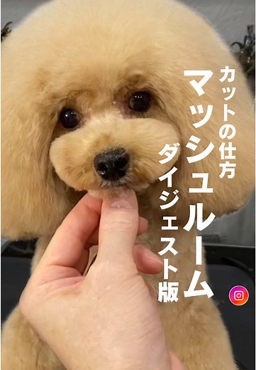マッシュルームカットの仕方 - ダイジェスト版